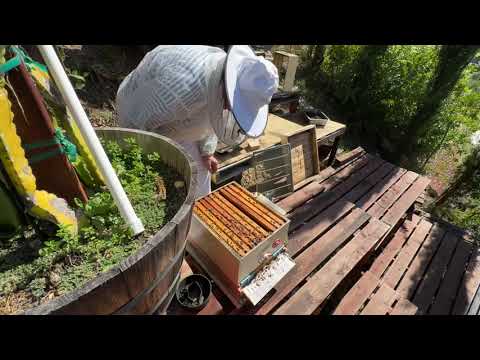 Видео: Осенний отводок - new family in fall