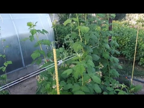 Видео: Мой огород в конце июня. Теплица. Цветы. Обзор. 28 июня 2022 г.