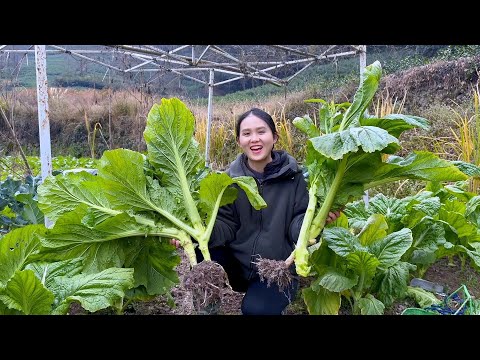 Видео: Мама готовит рисовые лепешки с овощными стеблями, а папа делает игрушки. Семья прекрасно проводит