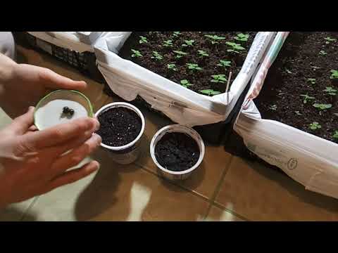 Видео: Липа серебристая из семян #2.  Первые проснувшиеся семена после стратификации.