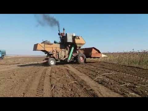 Видео: Комбайн Нива СК 5 косим подсолнух