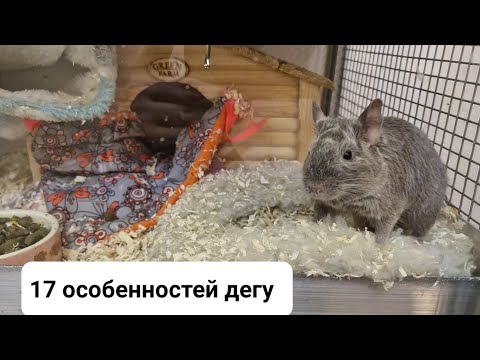 Видео: 17 особенностей дегу