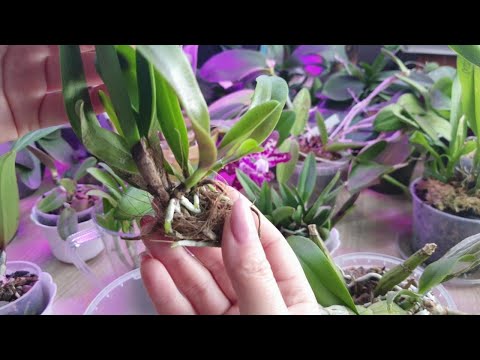 Видео: Как подобрать горшок и кору для посадки подростков орхидеи Каттлеи и Дендробиума