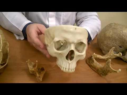 Видео: Лекція  Скелет черепа.  ЗДМК.  ua