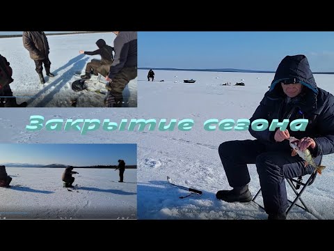 Видео: Закрытие подледного сезона. Ловля окуня и сига на озере Имандра.