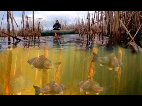 Видео: Ловля КАРАСЯ 🐟 на ПОПЛАВОК в КАМЫШЕ 🌾Рыбалка на поплавок осенью.