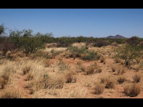 Видео: Цөлд ямар нэг юм байна 