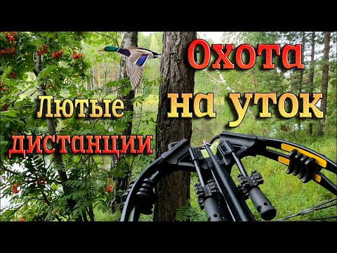 Видео: Охота на уток с Арбалетом. Жизнь меня к таким дистанциям не готовила. Эти птички заколдованы!