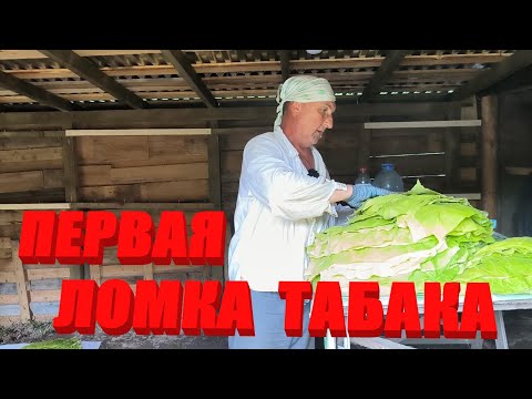 Видео: Сезон УБОРКИ ТАБАКА открыт. Наша ЖИЗНЬ В ДЕРЕВНЕ.