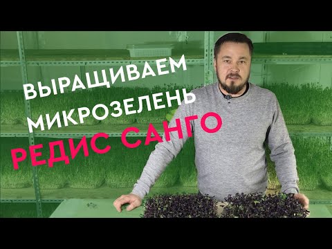 Видео: Как вырастить микрозелень редиса без плесени в домашних условиях?