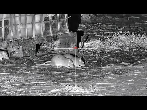 Видео: Отстрел крыс - Заражения на ферме