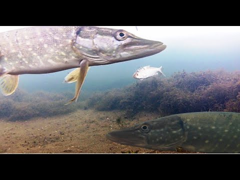 Видео: 22 12 24 Видеоотчет Подледные сьемки  Жерлицы