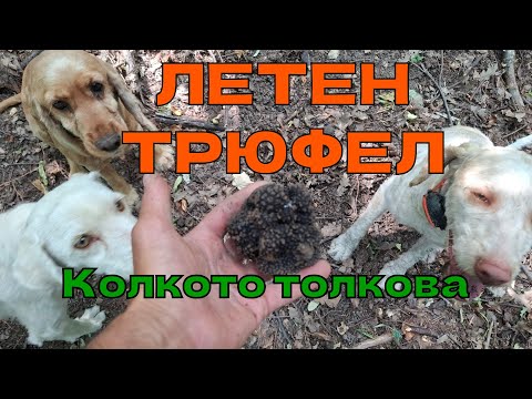 Видео: ЛЕТЕН ТРЮФЕЛ: Колкото толкова