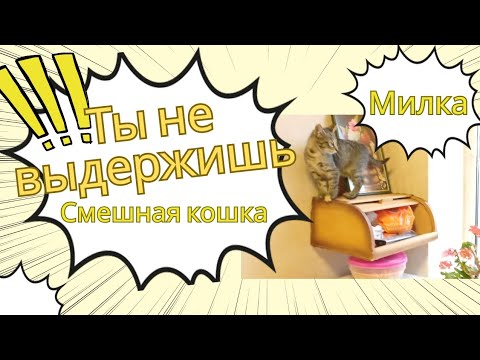 Видео: Ты не выдержишь 30 секунд! Самая смешная кошка 😂