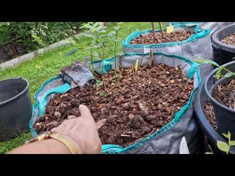 Видео: Уход за саженцами голубики-маленькими и не только.