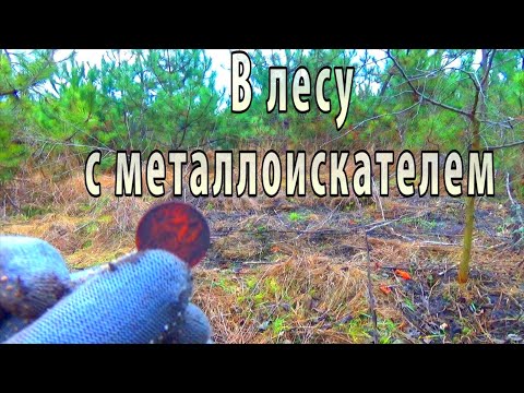 Видео: В лесу с металлоискателем.