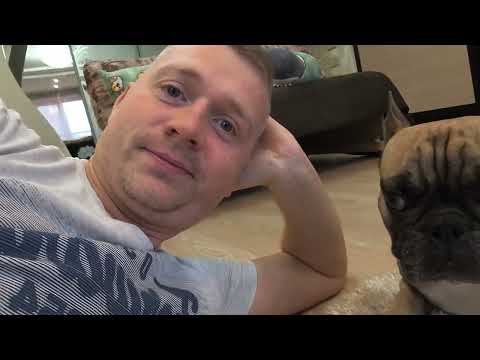Видео: Баранчик, а не бульдог #командыдлясобак #французскийбульдог #собакиприколы #funnydogvideos #dogs 