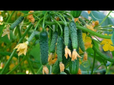 Видео: ПАУТИННЫЙ КЛЕЩ НА ОГУРЦАХ БОИТСЯ ЭТОГО КАК ОГНЯ! ЛУЧШИЕ СРЕДСТВА