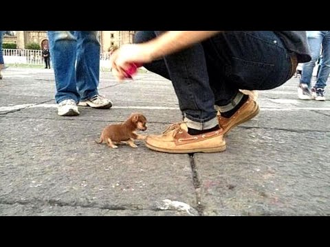Видео: 10 Самых Маленьких Пород Собак для Квартиры
