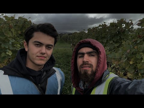 Видео: кор дар Англия Работа в Англии бачай точик вайзер 🇬🇧🇹🇯🇰🇿🇺🇿