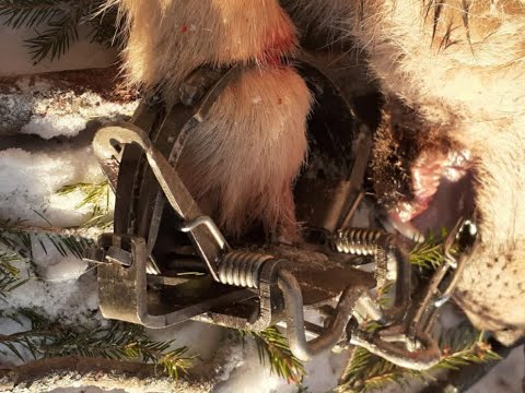 Видео: Волчица в капкан Тайга 3 Магнум. Видео от Дмитрия, Костромская область.
