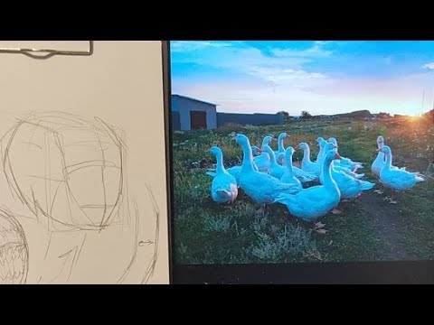 Видео: Эфир Наброски Животных Самоизоляция