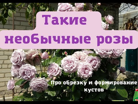 Видео: Беседы о розах. Каких размеров бывают флорибунды и чайногибридные розы.