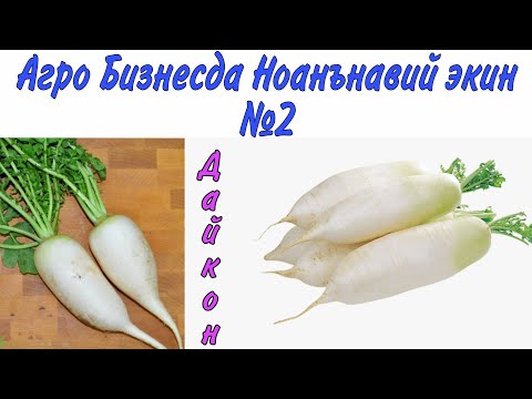 Видео: АГРОБИЗНЕСДА ДАЙКОН ЕТИШТИРИШ №2