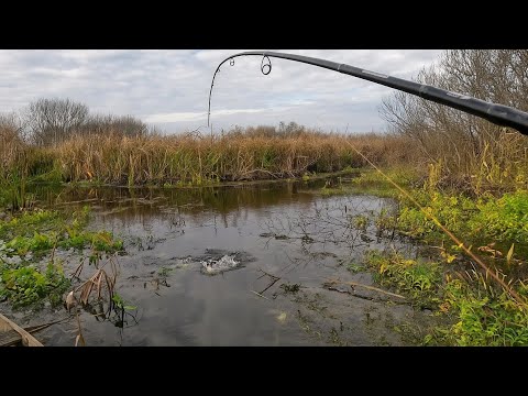Видео: Осінній жор щуки на Стоході — спінінгова риболовля