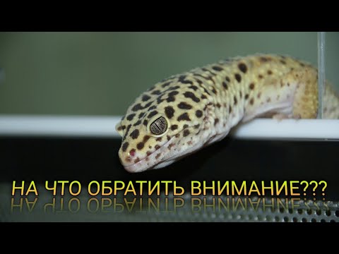 Видео: НА ЧТО ОБРАТИТЬ ВНИМАНИЕ ПРИ ПОКУПКЕ ЭУБЛЕФАРА???