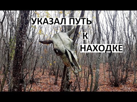 Видео: Череп в лесу указал путь к находке! Поиск с металлоискателем.