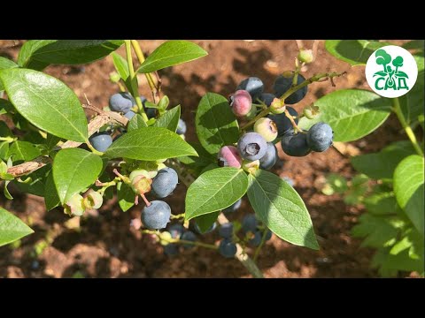 Видео: Секреты выращивания голубики.