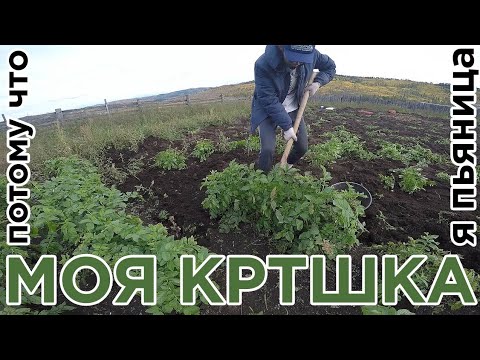 Видео: КАРТОФЕЛЬНАЯ КАМПАНИЯ
