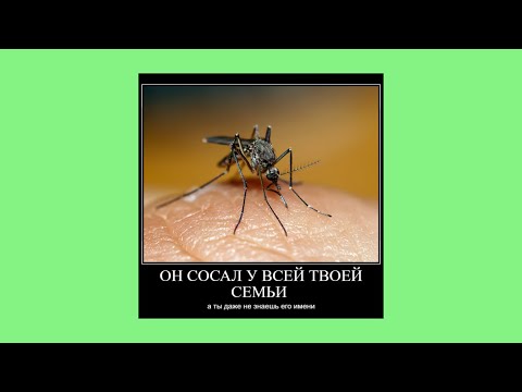 Видео: плейлист чтобы почувствовать себя комаром