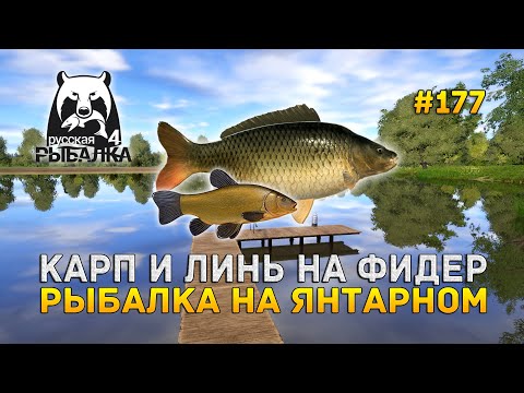 Видео: Карп и Линь на Фидер. Рыбалка на Янтарном - Русская Рыбалка 4 #177