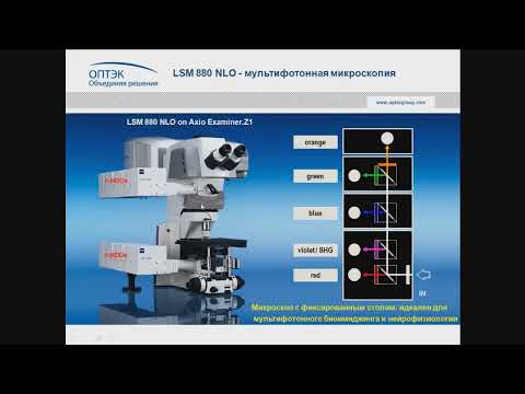 Видео: Вебинар «Мультифотонная микроскопия ZEISS в биоимиджинге», часть 2