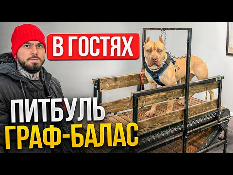 Видео: ПИТБУЛЬ ГРАФ БАЛАС В ГОСТЯХ