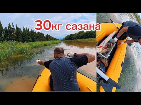 Видео: Сазан просто кишит. Настреляли на рогатку полный ящик 📦.  #fishing #낚시 #automobile 