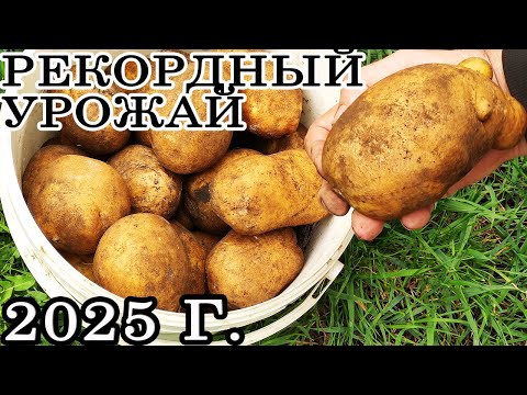 Видео: Самые УРОЖАЙНЫЕ и УСТОЙЧИВЫЕ СОРТА КАРТОФЕЛЯ к ФИТОФТОРЕ даже при НЕБЛАГОПРИЯТНЫХ условиях в 2025 г!