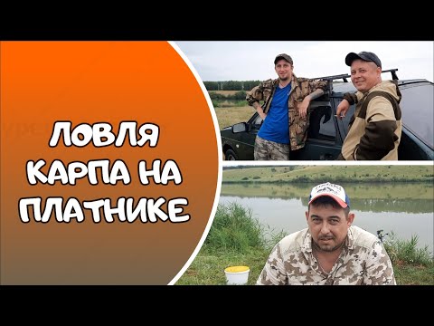 Видео: ЛОВЛЯ КАРПА НА ПЛАТНИКЕ