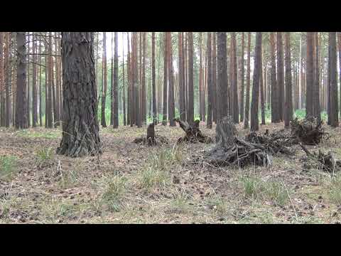 Видео: КЛЮЧ К УПРАВЛЕНИЮ СОБОЙ