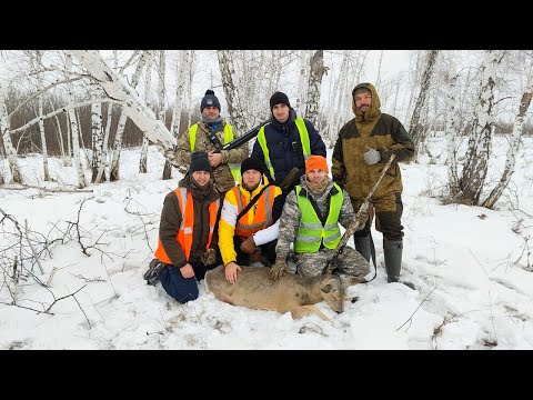 Видео: Охота на косулю загоном!!! Взяли две штуки!!! Омская область !!!