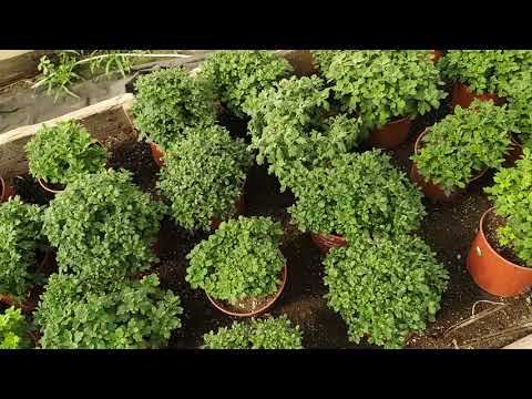 Видео: ХРИЗАНТЕМА,ПРИЩИПЫВАТЬ ИЛИ НЕТ ,КАЗУС С НЕЙ ,И МОИ ПОДКОРМКИ И ОБРАБОТКИ