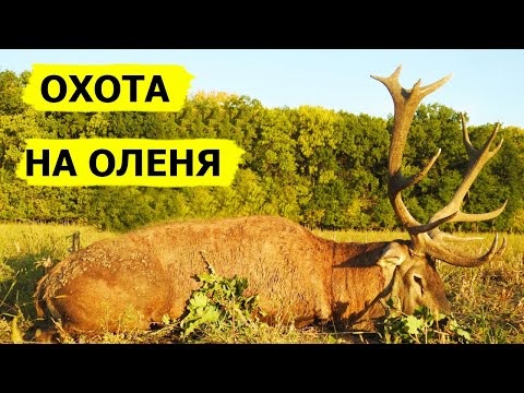 Видео: Охота на оленя. В поисках охотничьих трофеев. (Охотник и рыболов)