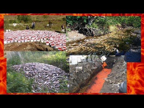 Видео: Браконьеры на Сахалине!!! Добыча красной икры!!!! Poachers of Sakhalin.