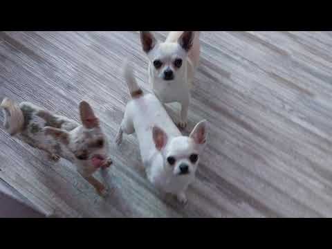 Видео: прикус чихуахуа,исправление , как меняется с возрастом, влияние на здоровье питомник  Кастропуло
