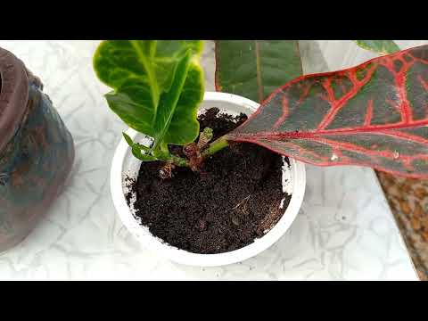 Видео: Кротон и кротонята