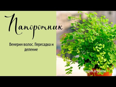 Видео: Венерин волос -  нежный и капризный папоротник