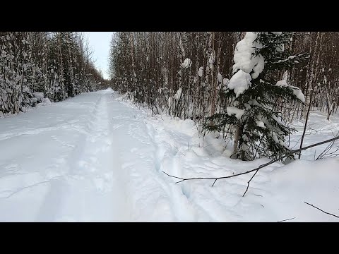 Видео: ОДИНОЧНЫЙ ПОХОД НА ТАЁЖНУЮ РЕЧКУ \ ЖИЗНЬ В ЛЕСНОЙ ИЗБЕ \ Часть 6 \ ТЯЖКИЙ ОБРАТНЫЙ ПУТЬ