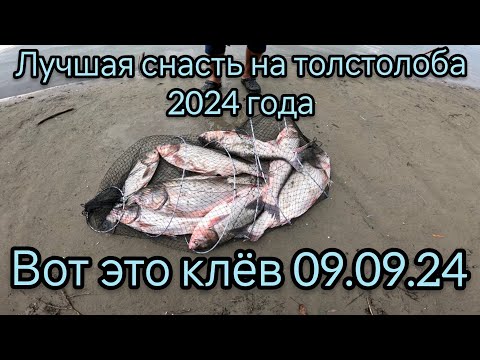 Видео: Лучшая снасть на толстолоба 09.09.24.